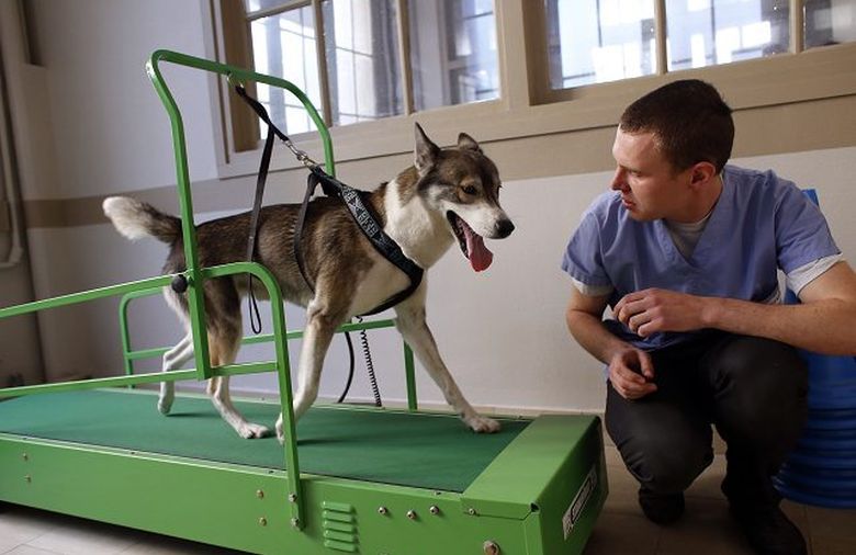 ¿Cómo y por qué estudiar fisioterapia veterinaria?