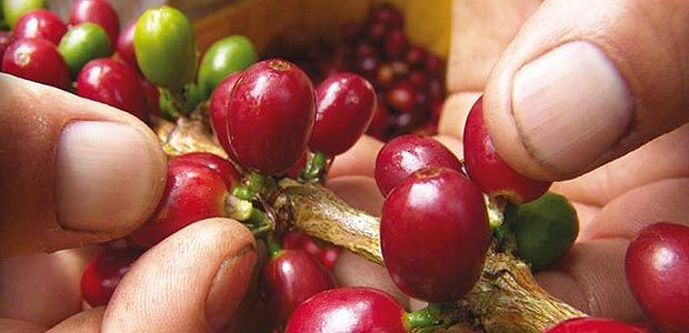 Caldas necesita más de 38 mil recolectores para  cosecha cafetera