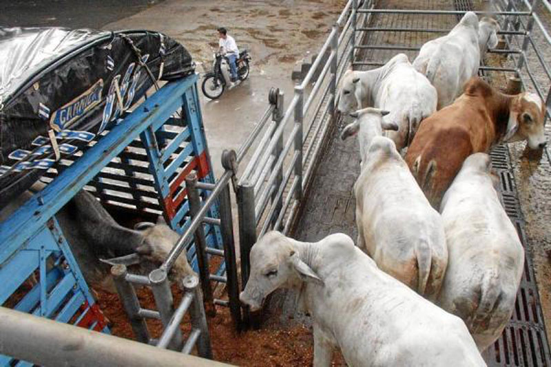 Contraloría encontró que el ICA permite movilización de ganado con cédulas de fallecidos