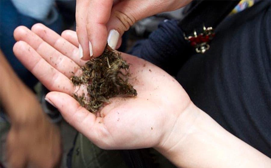 Risaralda, Quindío y Caldas, entre los de mayor consumo de marihuana