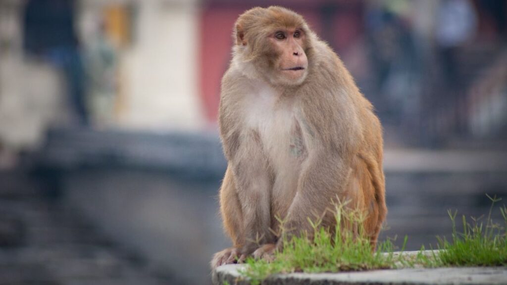 ¿Qué se sabe del virus del mono B que se contrae con una mordida del macaco?