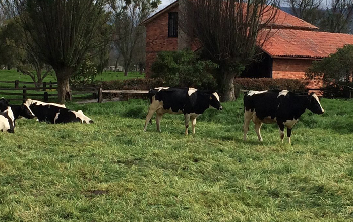 Las autoridades recuperaron tres vacas que fueron robadas de una finca