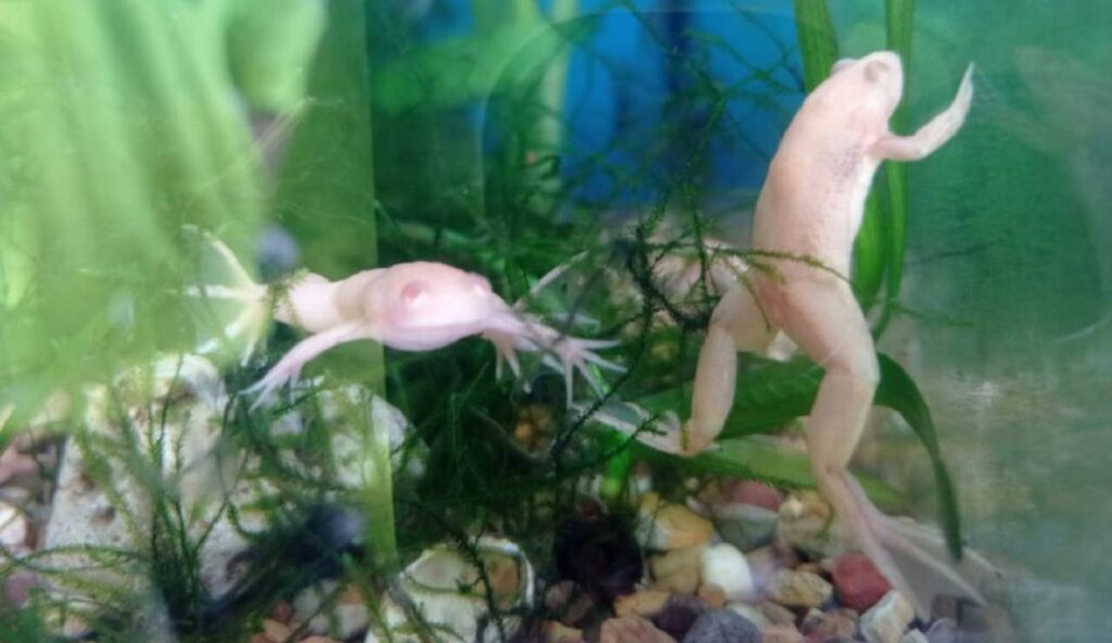 8 ranas africanas fueron incautadas en Manizales