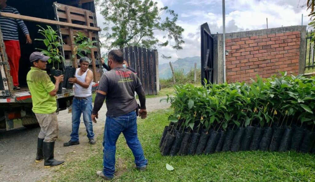 1.500 plántulas de aguacate serán entregadas a agricultores en Manizales