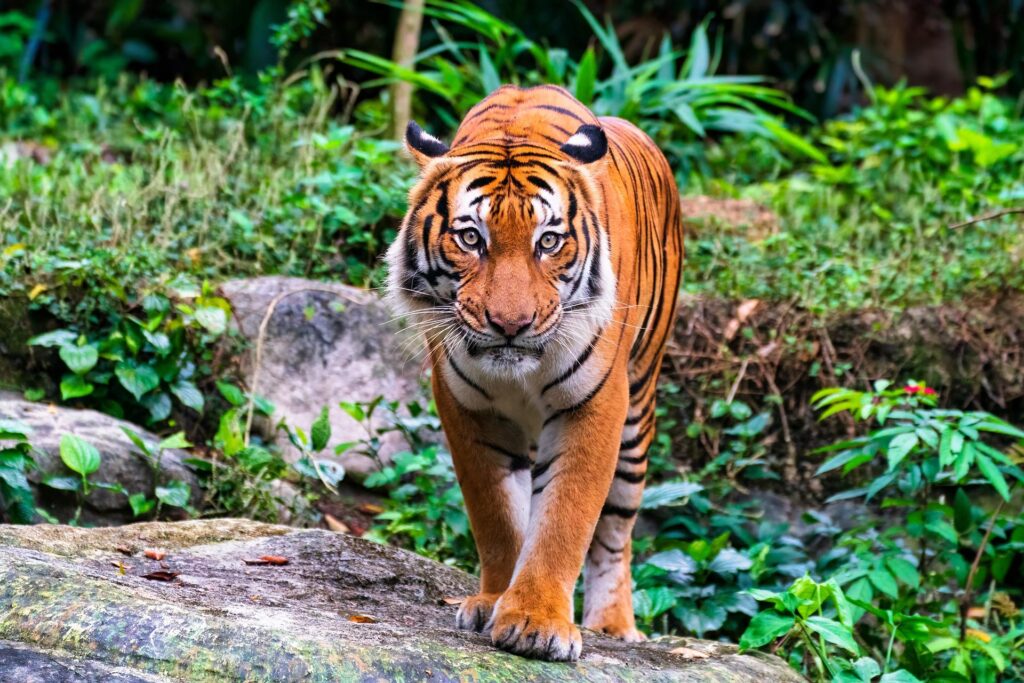 Laura Sánchez: La domadora de animales que encanta al tigre del Circo de Soler