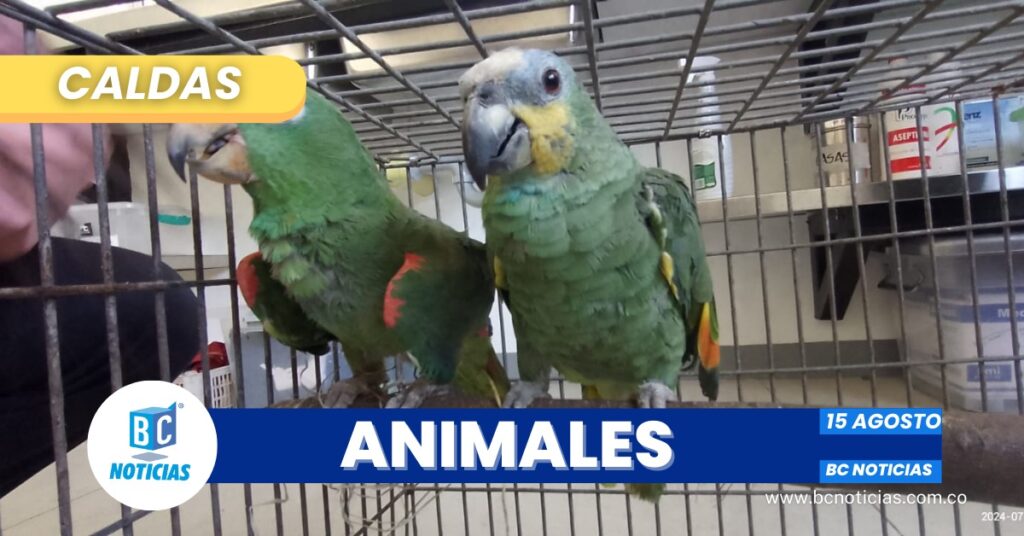 Policía de Carabineros rescató varias especies silvestres en Belalcázar, Chinchiná y Risaralda
