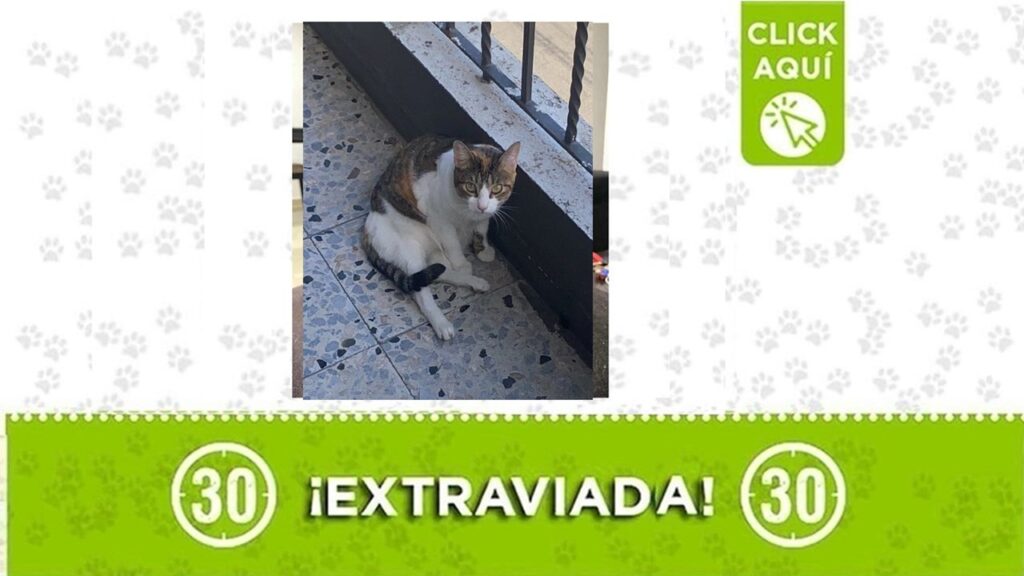 Princesa o blanquita: Esta gatica se perdió por Santa Gema