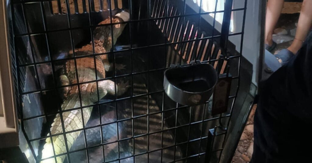 Rescataron a una babilla que causaba temor en una zona de Victoria (Caldas)