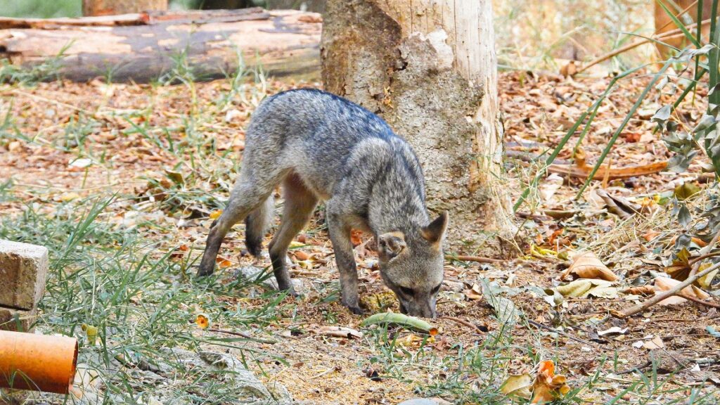 Crece el avistamiento del zorro perro en zonas urbanas del Valle de Aburrá