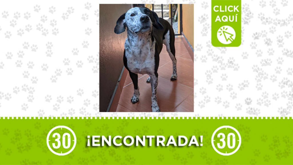 Esta linda perrita fue encontrada en Enciso