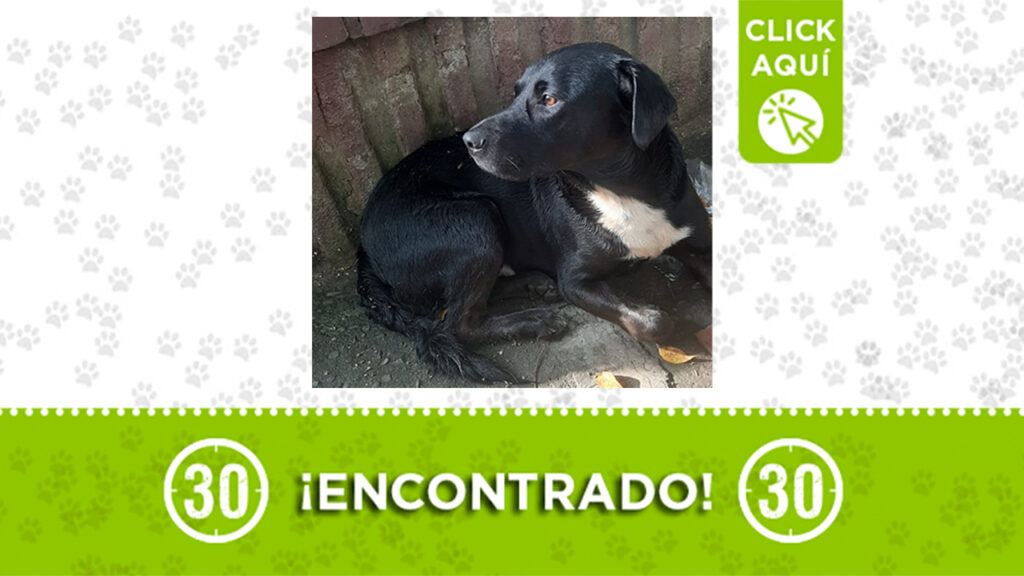 Este perrito fue encontrado en Bello