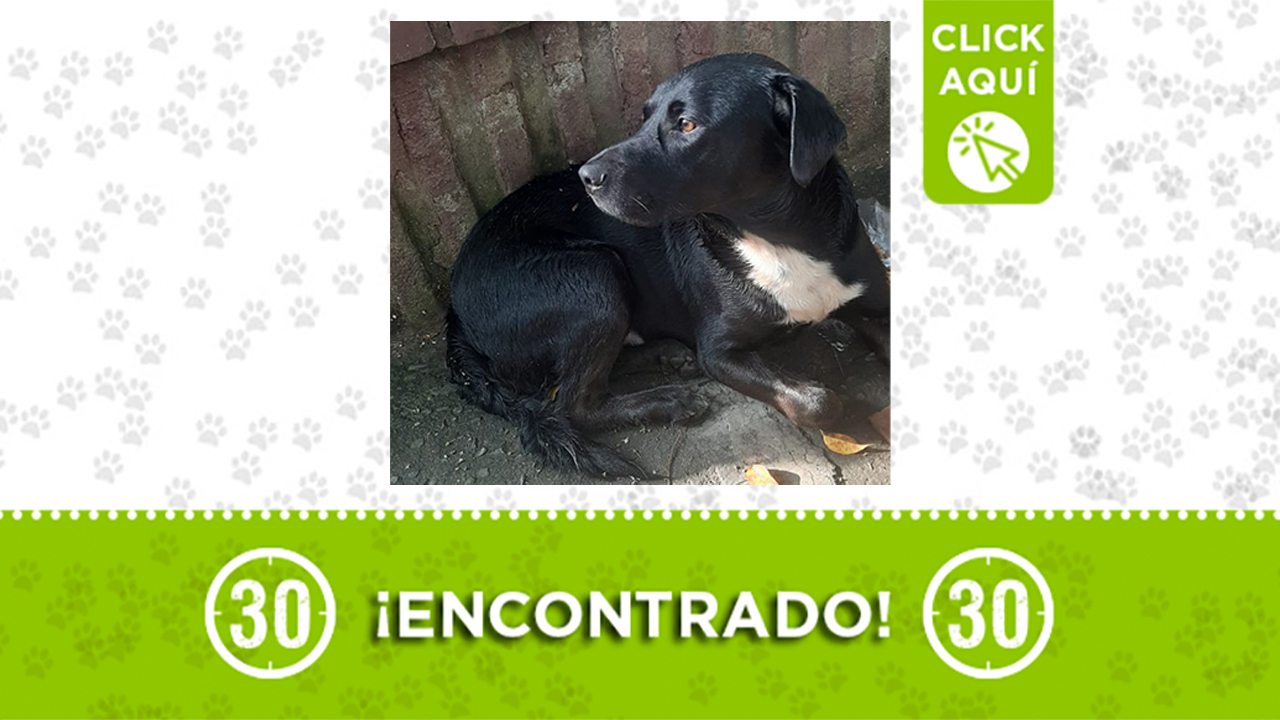 Este perrito fue encontrado en Bello