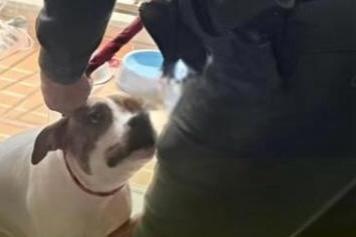 Hombre que agarró a golpes a su perro en Itagüí deberá pagar  millones