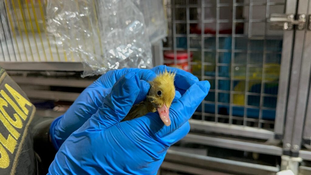 Medellín: Rescatan a animales maltratados y enfermos en La Minorista