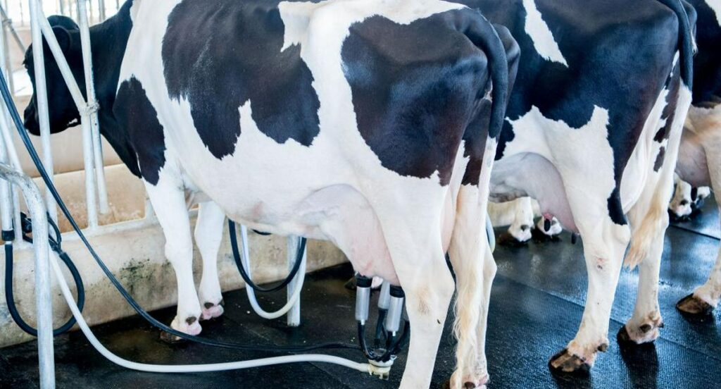 Productores de leche advierten por millonarias perdidas por paro de camioneros