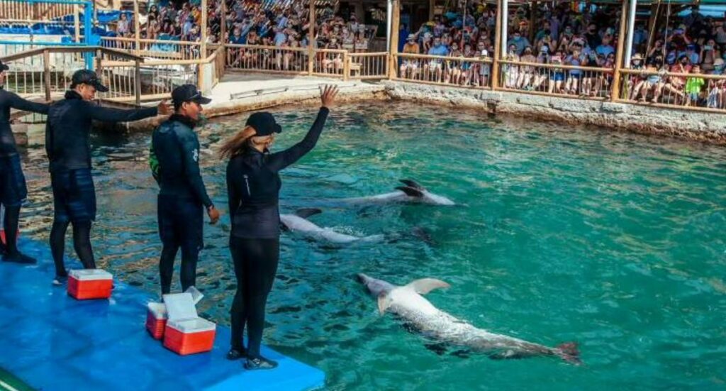 Qué precio tiene la entrada al Acuario de Santa Marta en 2024; hay descuentos