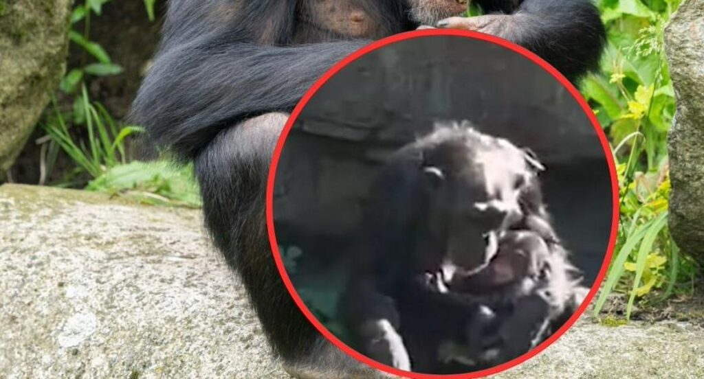 Chimpancé ‘Natalia’ conmovió al mundo y soltó a su cría muerta hace 7 meses