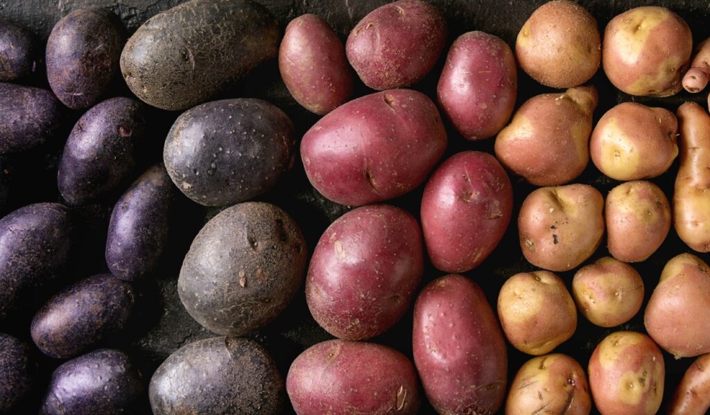 Cosecha de FRUTAS para disfrutar de un buen jugo en la NOVENA