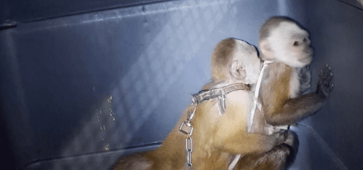 Judicializado por maltrato animal en Bello