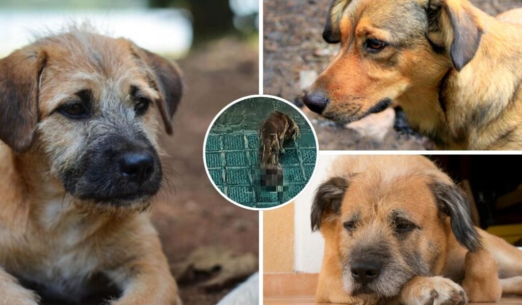 Perrito con masa cancerosa fue rescatado, sin agua ni comida, en Kennedy