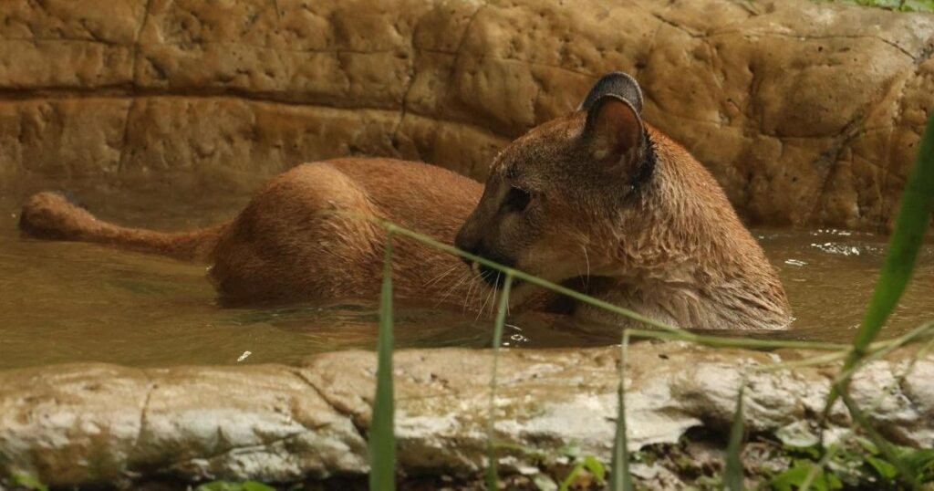 Antioquia: Puma rescatada en Antioquia no logró superar la rehabilitación