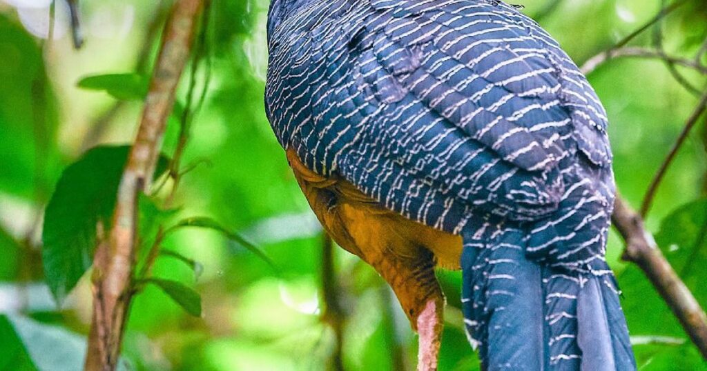 Exponen estrategias en Abu Dhabi para proteger al ‘paujil de pico azul’