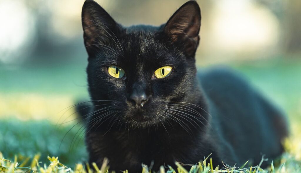 Gatos negros en Halloween: mitos de mala suerte y razones para protegerlos