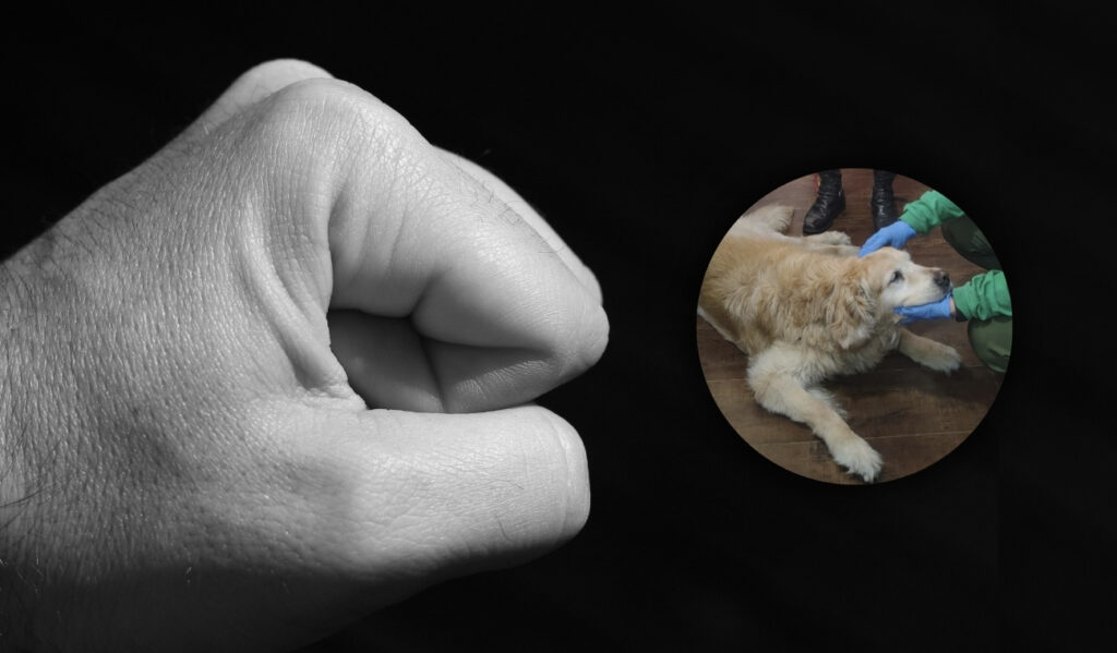 Maltrato a perrita desata rechazo en Bogotá: dos gatitos siguen en riesgo