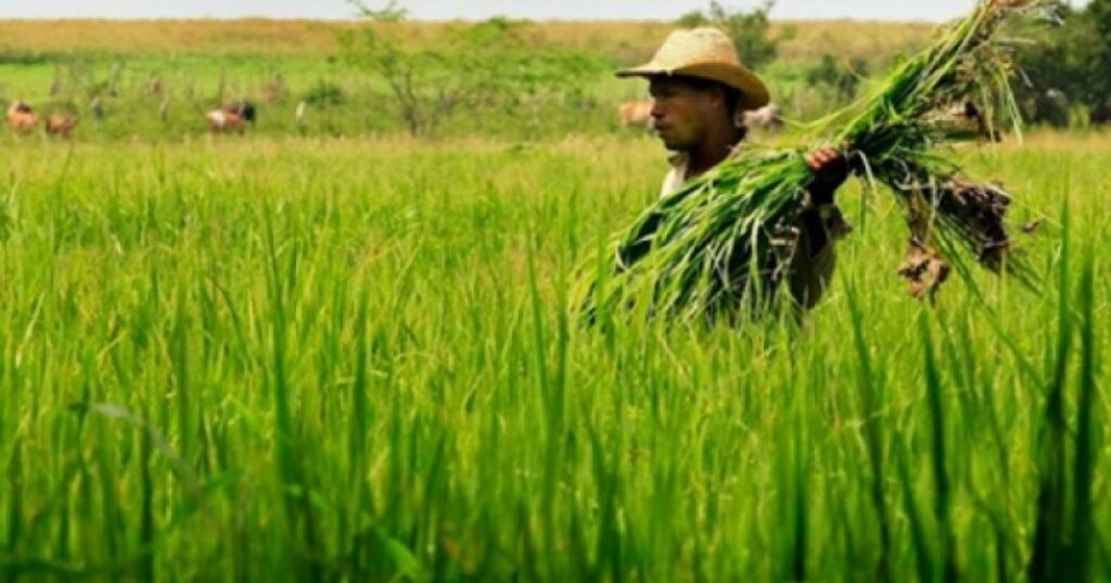 Noticias Antioquia: Investigan Irregularidades en ‘Ruta del Arroz’