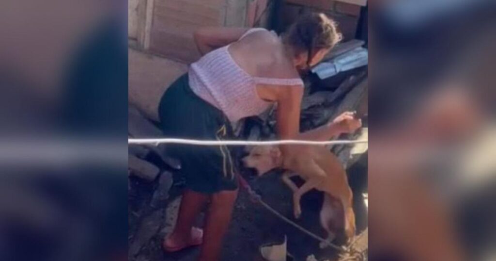 Noticias Antioquia: Perro amarrado, agredido con machete en Antioquia
