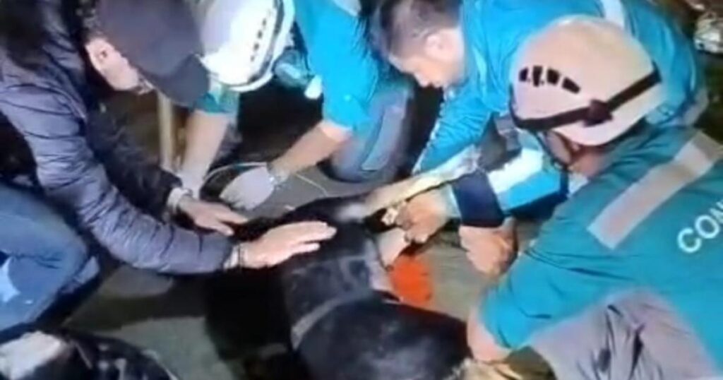 Noticias Medellín: Le salvaron la vida a una perrita que fue arrollada