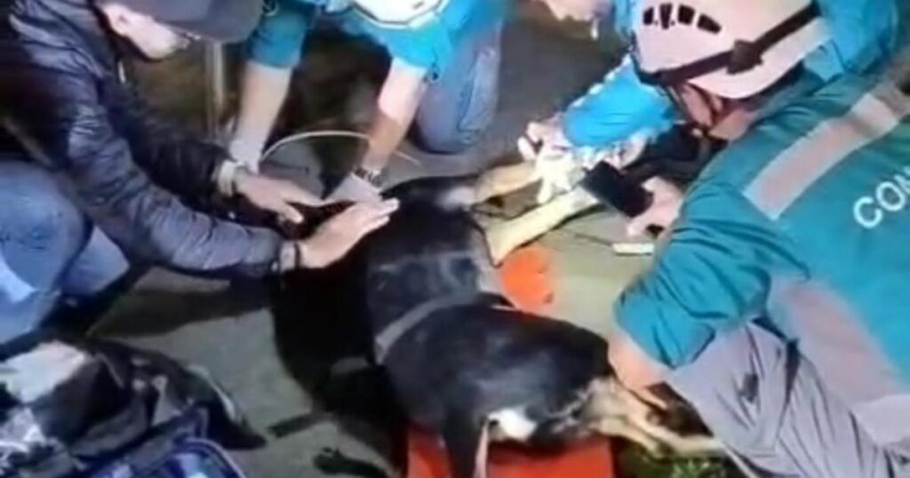 Noticias Medellín: Paramédico narró ultimo momento de la perrita «nana»