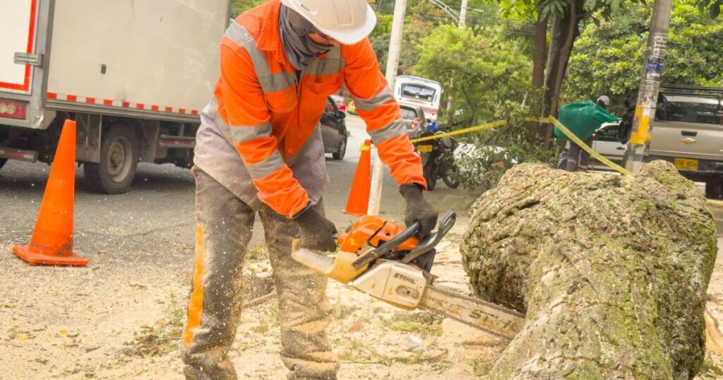 Noticias Medellín: Talan en Medellín el 73% de los árboles en riesgo