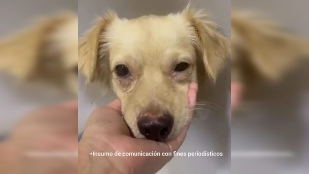 ¡Dijo qué él no fue! Jorge habría apuñalado al perrito maxi en una carnicería