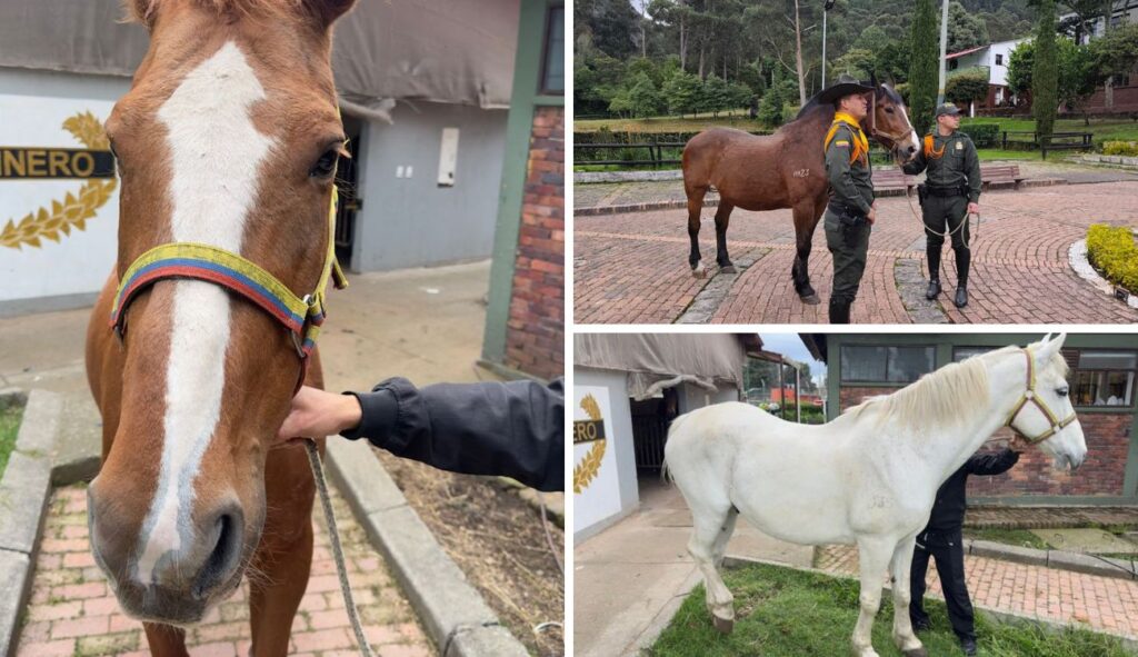 Héroes de 4 patas terminan su servicio y alegran a hogares adoptantes